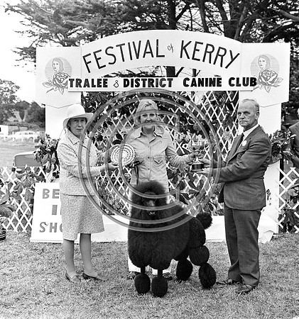 Festival of Kerry dog show 70's Tralee (2)