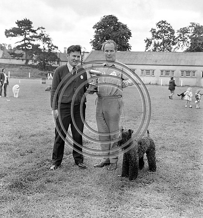 Festival of Kerry dog show 70's Tralee (5)