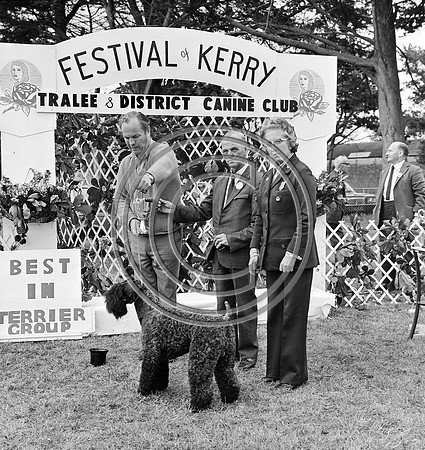 Festival of Kerry dog show 70's Tralee (17)