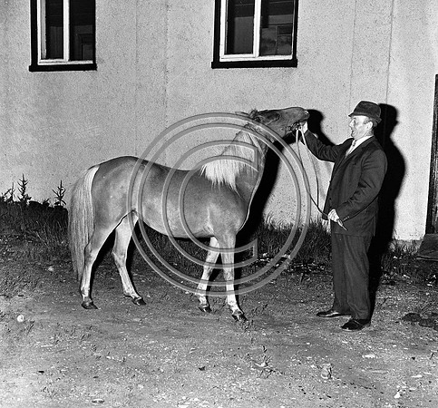 Pony Committee Killorglin 70's (2)