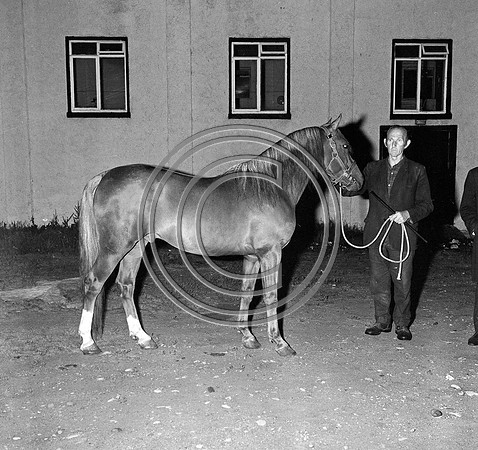 Pony Committee Killorglin 70's (3)