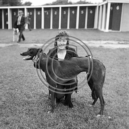 Greyhound Track Tralee 70's (10)