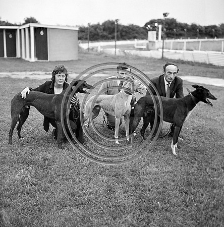 Greyhound Track Tralee 70's (11)