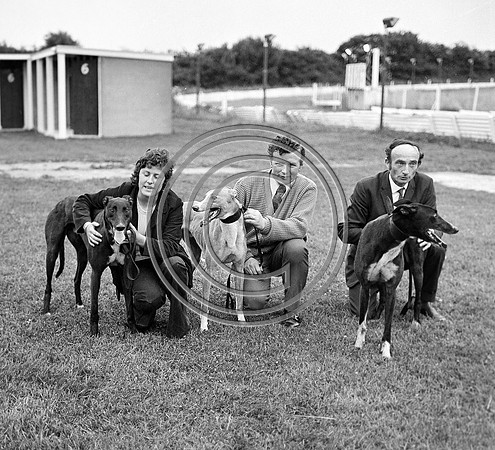Greyhound Track Tralee 70's (12)