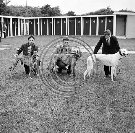Greyhound Track Tralee 70's (13)