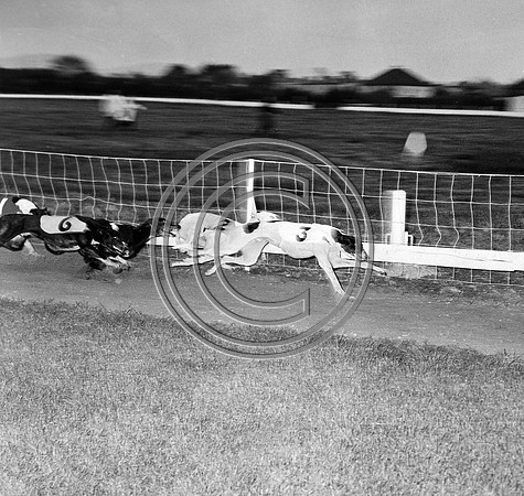 greyhound track (2)