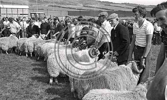 Judging the sheep