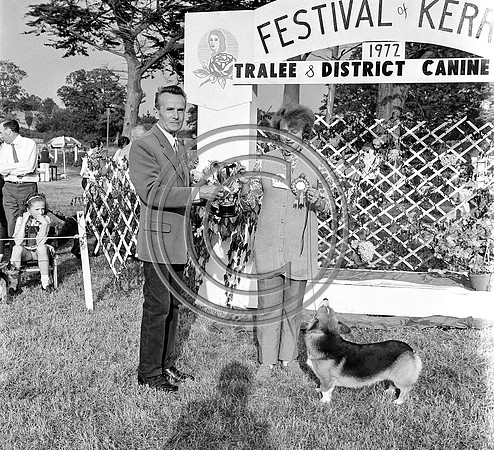 Festival of Kerry dogshow Tralee 1972 (9)