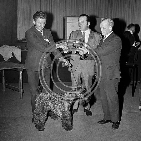 Festival of Kerry dogshow Tralee 1972 (14)
